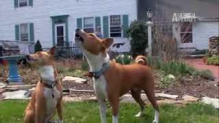 Dogs 101  Basenji [upl. by Hennahane2]