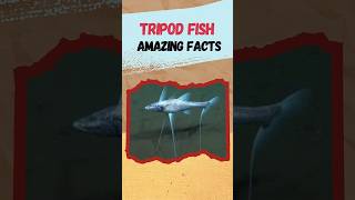 Tripod fish science shorts [upl. by Larrej]