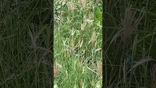 Chloris gayana Chloris abyssinica Rhodes Grass flowers natureflowers nature beautifulplace [upl. by Elimaj]