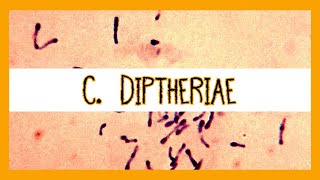 Corynebacterium Diptheriae [upl. by Cailly256]