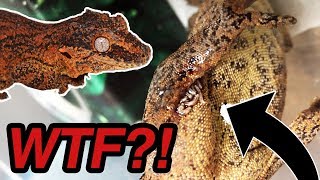 MAGGOTS Started Crawling Out of my Gecko NOT CLICKBATE [upl. by Kcirdled]