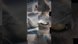 Puzzle 🧩 cat puzzle dusty fypシ゚viral loading blocks cute fun kitten game answer [upl. by Anyal478]