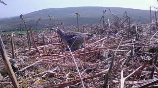 Curlew nest return [upl. by Duvall732]