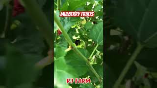 MULBERRY FRUITS farming ishowspeed gardening farminglifeinanotherworld [upl. by Paik]