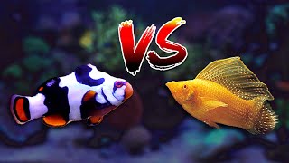 NEW Blackhawk Clownfish Sailfin Molly in Reef Tank DIYBudget Aquarium Lid [upl. by Catlin]