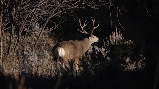 2020 DIY Wyoming Mule Deer Hunt [upl. by Rodolfo]