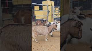 Meet our Herd of Pygmy Goats [upl. by Aizek985]