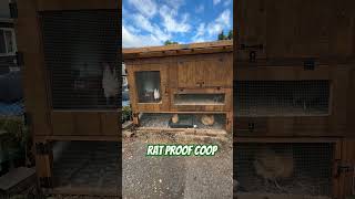 Rat Proof Coop [upl. by Acinorrev]