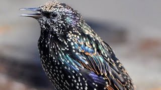 Starling birds variety of sounds  European starling sounds  Starling skills with sounds [upl. by Aryamo]