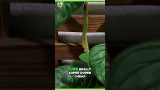 Budget Plant Setup Affordable Trellis Tips and Tricks [upl. by Oiludbo38]