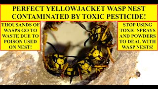 YELLOWJACKET WASP NEST RUINED BY TOXIC PESTICIDE WHY YOU SHOULD STOP USING POISON TO KILL WASPS [upl. by Catto]