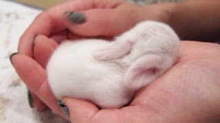 Newborn Baby Bunnies Snuggle and Sleep [upl. by Haleelahk]