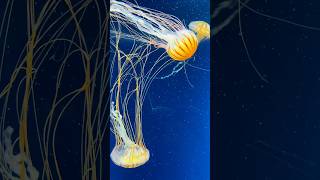 ജാപ്പനീസ് Sea nettle ജെല്ലിഫിഷ്  Chrysaora pacifica shortsjellyfishjapan [upl. by Tobit221]