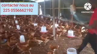 élevage de poule pondeuse en côte divoire [upl. by Hadden]