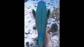 Stoplight Parrotfish parrotfish underwater coral reef fish [upl. by Hepzi]