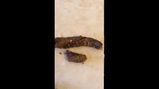 Tapeworms in my dogs poop  tenias en las heces de mi cachorro [upl. by Ahsikcin]