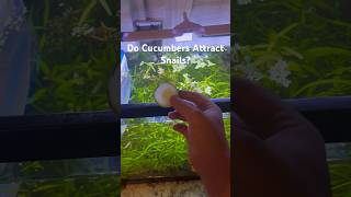 Do cucumbers attract snails fishtanklife fishtank fishbowl aquascape snails cucumber [upl. by Nae765]