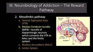 Lecture 11 The Neurobiology of Addiction The Reward Pathway [upl. by Auroora777]