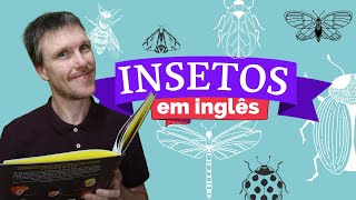 Insetos em Inglês [upl. by Fennell452]