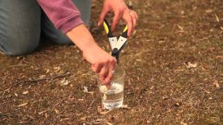 How to Prune Seedless Flame Grapes  Pruning Tips [upl. by Assel]