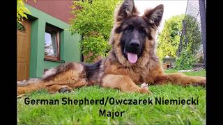 German Shepherd  1 to 6 monthsOwczarek Niemiecki  1 do 6 miesięcy [upl. by Wettam]