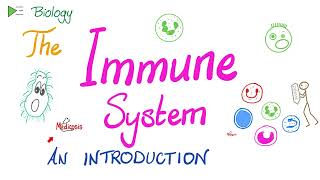 Introduction to the Immune System  Types of Immunity  Immunology Playlist [upl. by Aicemat]