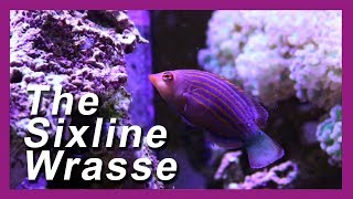 SIX LINE WRASSE Reef Tank Pest Control [upl. by Eamon]