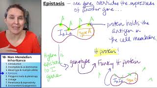 NonMendelian Inheritance 4 Epistasis [upl. by Bidget56]