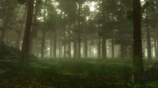 Forest Sounds  Woodland Ambience Bird Song [upl. by Akram83]