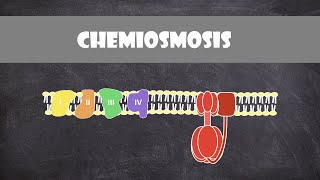 Chemiosmosis  Biochemistry [upl. by Lotti]