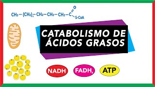 Catabolismo de ácidos grasos Movilización activación y beta oxidación  Bioquímica [upl. by Marcell]