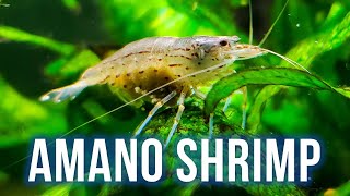 AMANO SHRIMP CARE – Best Algae Eater for Planted Tanks [upl. by Jacynth]