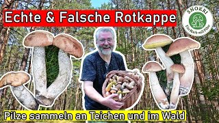 Echte und Falsche Rotkappe im Vergleich  Pilze sammeln an Teichen und im Wald [upl. by Aihsoj573]