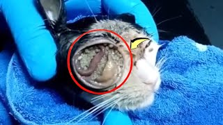 Removing maggots from a poor kitten 1 [upl. by Rama]