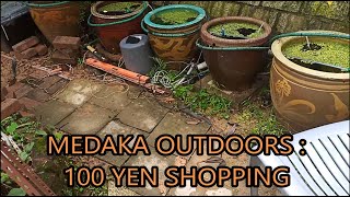 medaka rice fish outdoors  100 yen shopping [upl. by Ayoras]