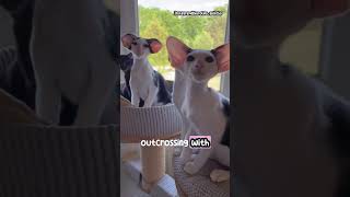 The Mesmerizing Look of Oriental Shorthair Cats [upl. by Soelch296]