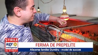 Ferma de prepelițe de la investiție inițială la profit [upl. by Ettereve]