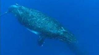 WHALES IN POLYNESIA RURUTU [upl. by Eehc]