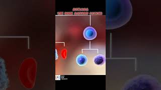 MYELOMA PLASMA CELLS Bone marrow Cancer [upl. by Now]