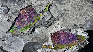 Alberta Ammonites with incredible Ammolite patterns [upl. by Rehpotirhc677]