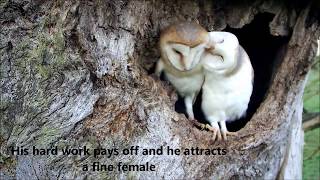 Bringing Up Baby How Barn Owls Do It  Discover Wildlife  Robert E Fuller [upl. by Retsek]