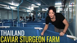 Caviar Production  Sturgeon Farm based in Hua Hin Thailand [upl. by Wolsky431]