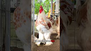 ¿Sabían esto sobre las gallinas Brahma🤯🐓🐓 shorts gallinas [upl. by Vannie]