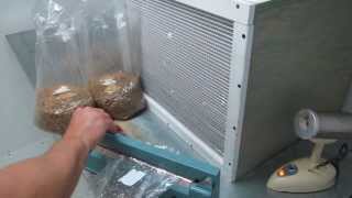 Transferring mycelium on agar to grain [upl. by Cortney]