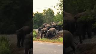 Large Elephant herd crossing 🐘🤩🤩the road [upl. by Lea]