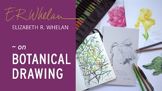 Botanical Drawing  Elizabeth R Whelan  artist [upl. by Salohci]