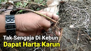 Manfaat Jamur Mikoriza Untuk Tanaman Cabe Pertanian [upl. by Derr]