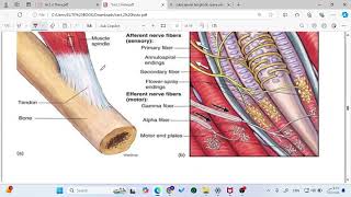 Lecture 2 Muscle nerve endings Histology 2 [upl. by Nikolai110]