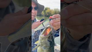 Hefty Bass on a SWaver Fishing Shorts Subscribe Like Bass [upl. by Yelats]