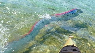 GIANT OARFISH FILMED IN MEXICO [upl. by Hildagard]